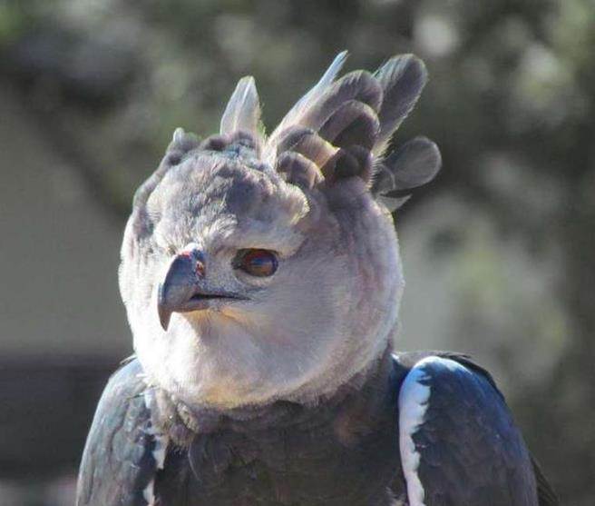 但正面看起来却非常“呆萌”。