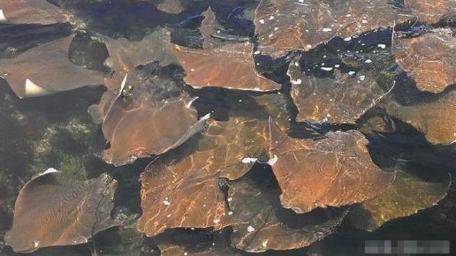 牛鼻魟是魔鬼鱼的其中一种，这么多魔鬼鱼成群出现在海岸附近很罕见，他们应该是来觅食的。