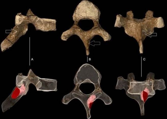 科学家是以2D及3D微电脑断层扫描技术扫描化石研究（东网）