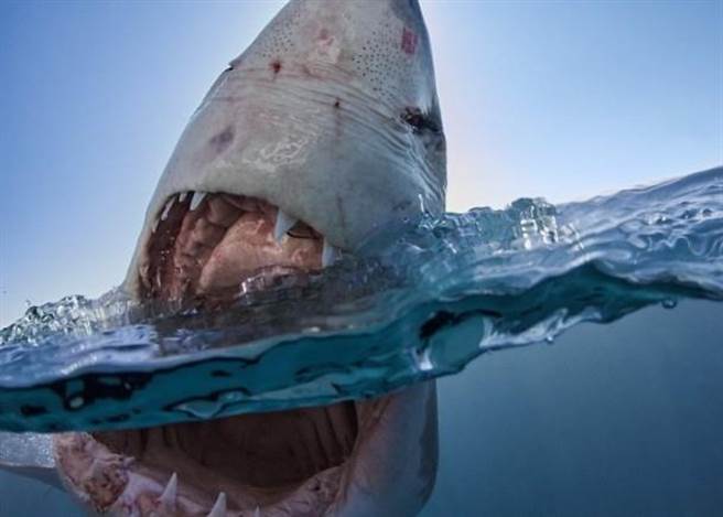 专心欣赏珀金斯的照片，就彷佛走进了鲨鱼的血盆大口。