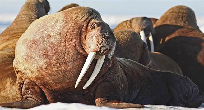 海象体型巨大，目前已被列濒危动物名单。