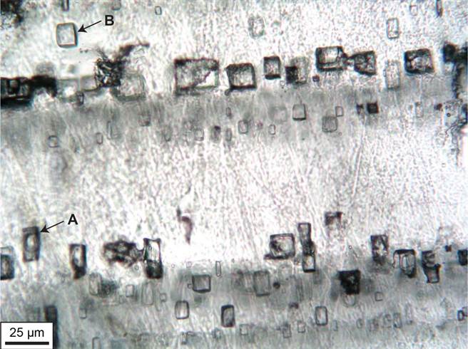 因为10.9%的氧气含量足够让它们生存