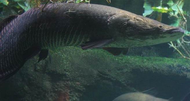 巨骨舌鱼主要分布在亚马逊河，被认为是活化石。