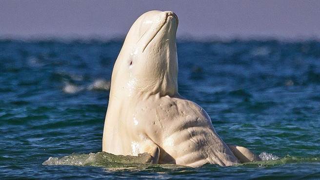 白鲸界健美先生秀六块肌！雌鲸疯狂贴上去...