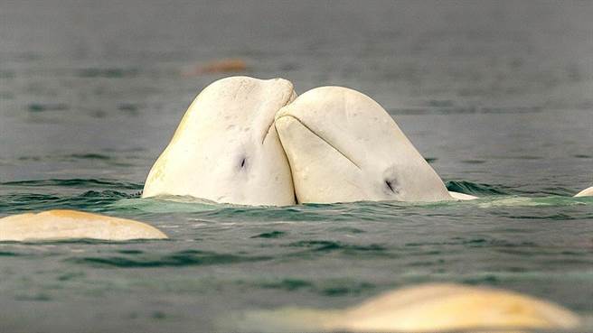 两头白鲸贴在一起。