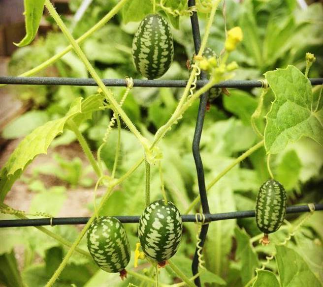 世界最迷你西瓜！大小如葡萄 切开后有惊喜