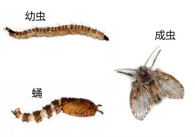 蛾蠓的幼虫，多生长于下水道中。