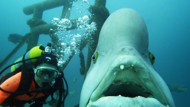 Yoriko-Friendly-Fish-889x500