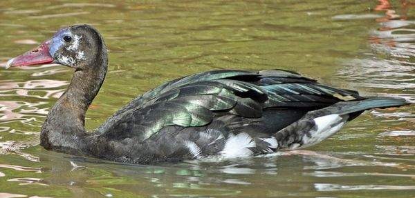 看起来可爱其实危险的10种动物