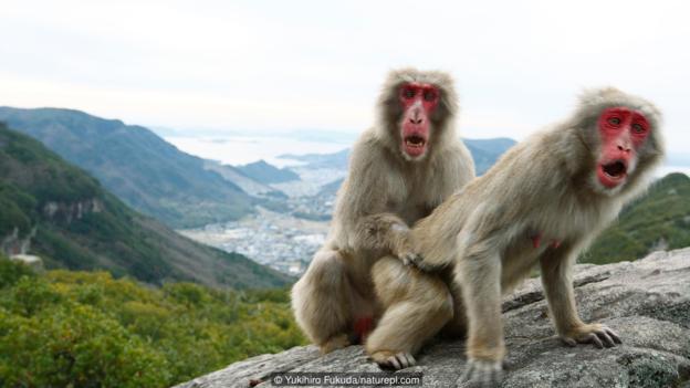 准备交配的日本猕猴。