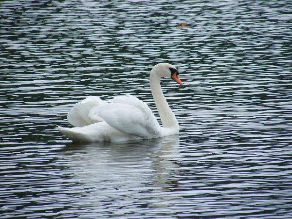 看起来可爱其实危险的10种动物