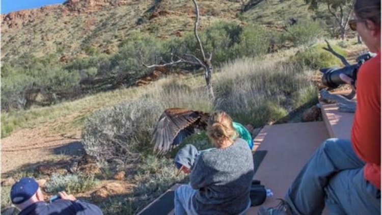 澳洲爱丽丝泉沙漠公园老鹰（楔尾雕）抓小孩事件背后的可能原因