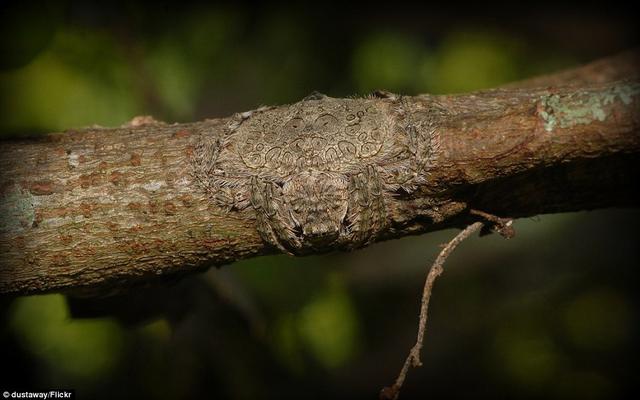 男子野外徒步随手抓一根树枝，仔细一看头皮都麻掉了