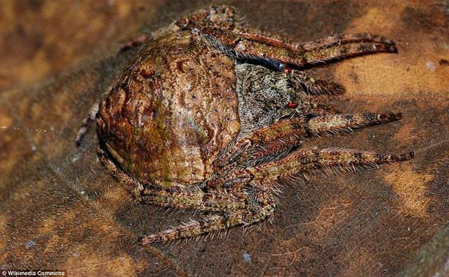 男子野外徒步随手抓一根树枝,仔细一看头皮都麻掉了