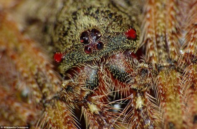 男子野外徒步随手抓一根树枝，仔细一看头皮都麻掉了