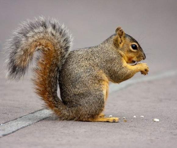 看起来可爱其实危险的10种动物