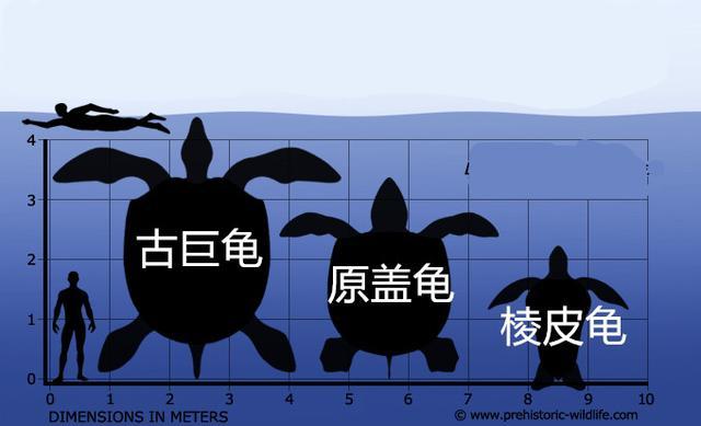 乌龟是怎么进化出壳的？