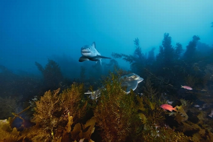 澳洲尼普顿岛的海水清澈，是全球观赏大白鲨的最佳地点之一。这只鲨鱼在游经海藻林时与一只魟鱼擦身而过。 Photography by Brian Skerry