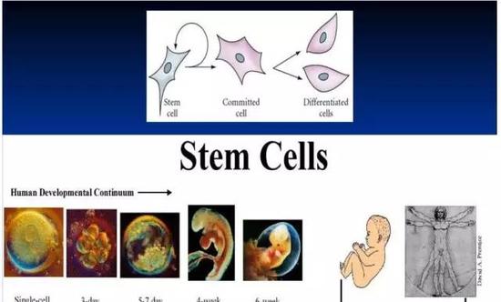 生命的历程与繁衍