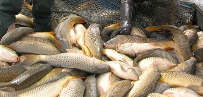 据估计，仅伊利诺河下游，就有310万磅的亚洲鲤鱼。