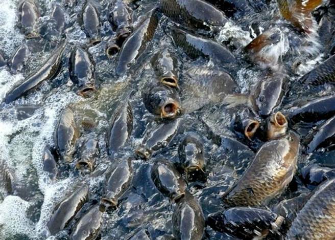 1940年，亚洲鲤鱼首次引入南方，用以清理鲶鱼塘的水藻。