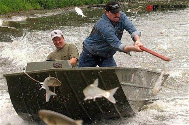然而这种鱼的繁殖能力惊人，几乎没有天敌。