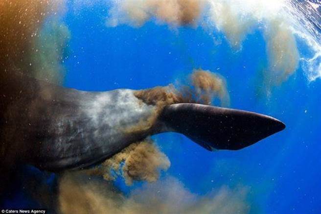 你有看过鲸鱼大便吗？亲身经历直呼太恶心！