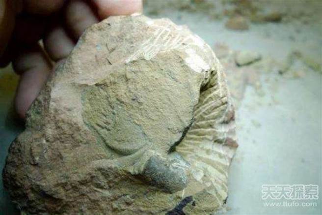 男子猜测这应该是一块年久的化石