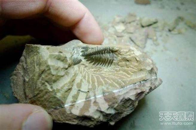 经过一番清理后，石头慢慢地出现了一只虫子的形状