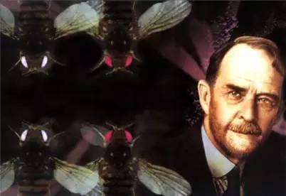 摩尔根（1866-1945）与果蝇