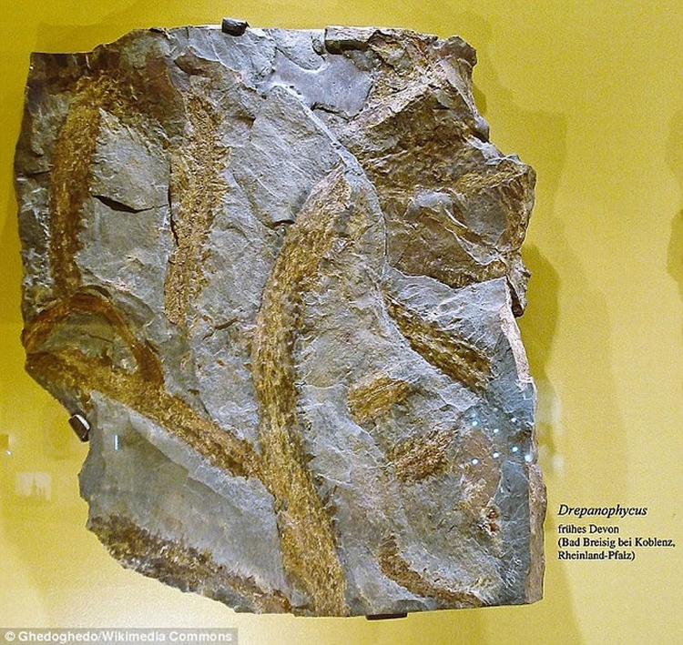 早期维管植物遗存提供亚洲最早的有根土壤床证据