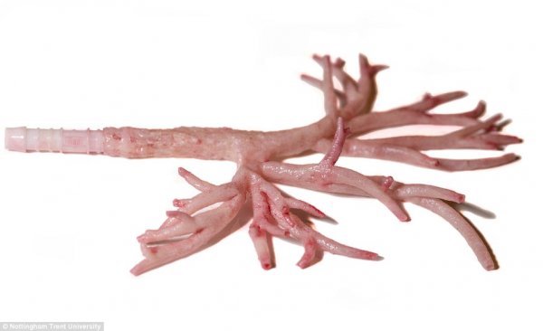 3D打印人体模型，将用于训练外科医生 [慎入]