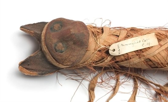 一只古埃及猫木乃伊图片来源：Natural History Museum，London/Science Photo Library