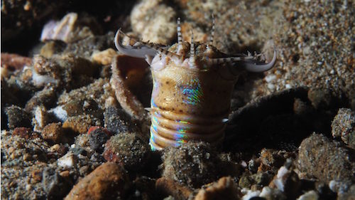 图片来源:Rickard Zerpe/Flickr (CC BY-SA 2.0)