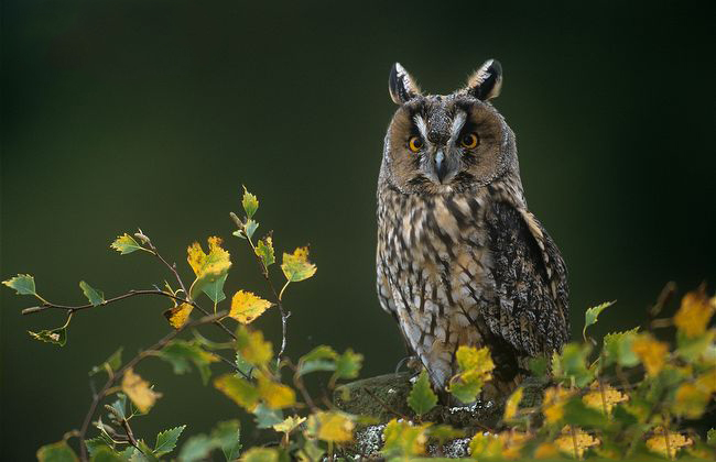 长耳鸮2 长耳鸮2