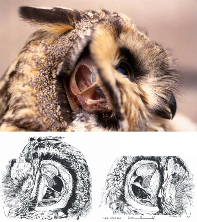 长耳鸮的左右耳对比图 长耳鸮的左右耳对比图