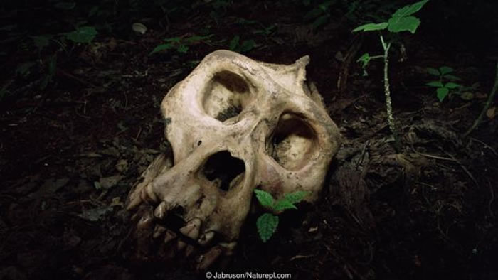 体型越大,操纵它的大脑就要越大