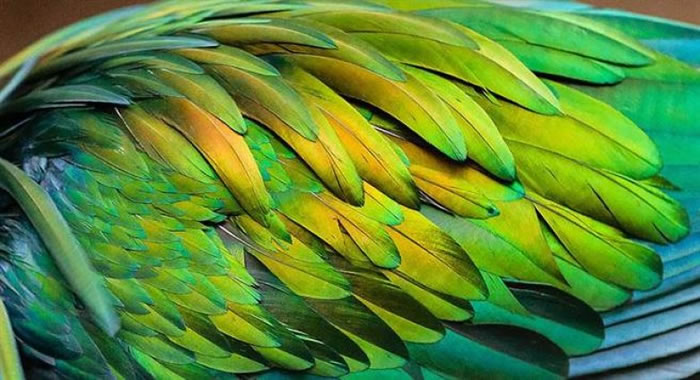 由于没有天敌，尼科巴鸽子的羽衣发展得非常璀璨。