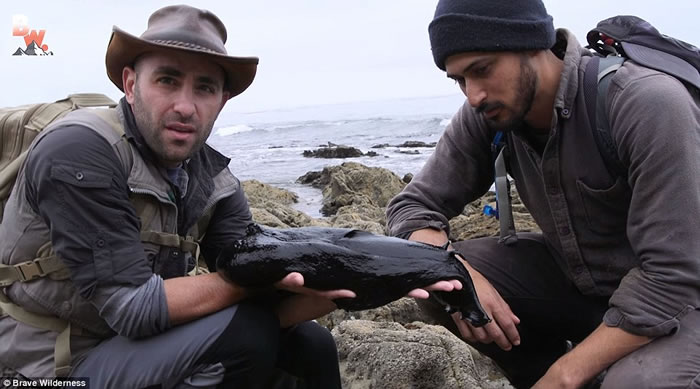 美国节目主持人到南加州海滩拍摄时发现巨如小狗的超大鼻涕虫