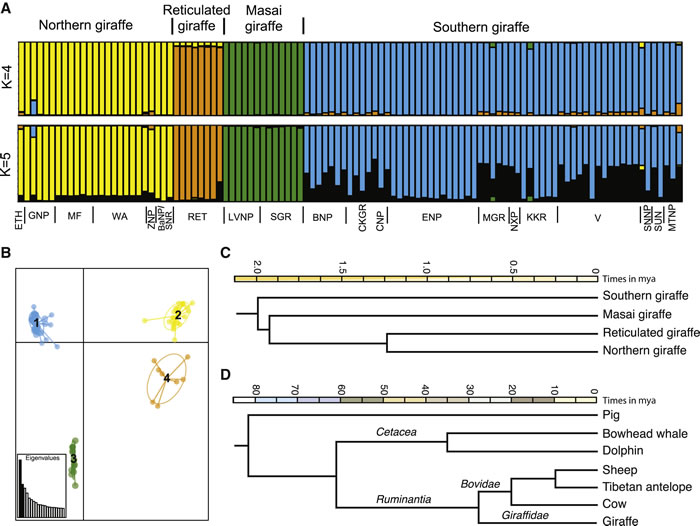 《当代生物学》：长颈鹿原来有四种而不是一种