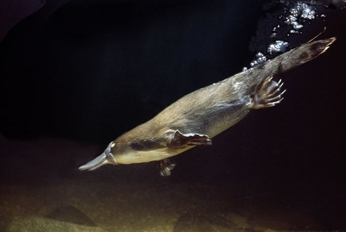 外型讨好的鸭嘴兽,雄性带有毒倒钩。