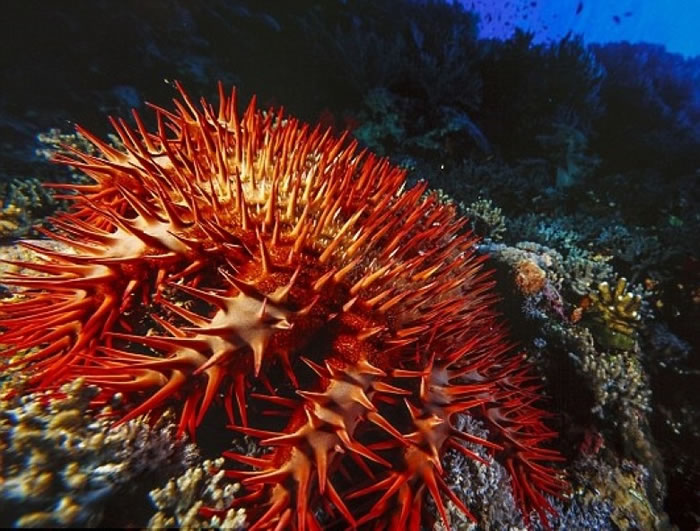 棘冠海星身上带刺,是大堡礁的黑星。