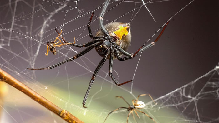 公蜘蛛为避免成为“黑寡妇”母蜘蛛的食物，现在专找“未成年”母蜘蛛交配保命