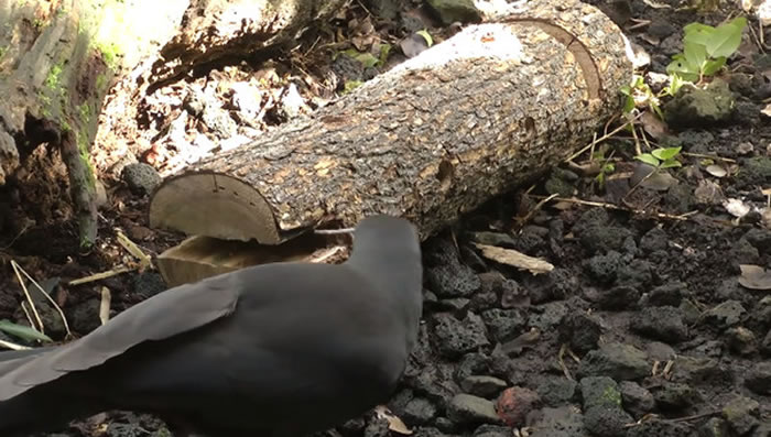 夏威夷乌鸦“阿拉拉”会非常灵活地使用树枝钩取树洞中的幼虫