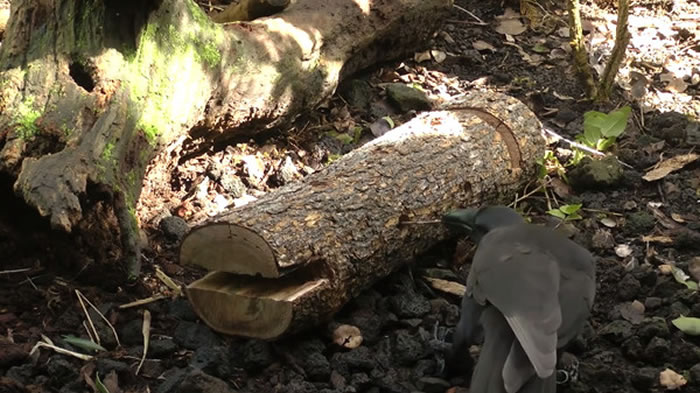 夏威夷乌鸦“阿拉拉”会非常灵活地使用树枝钩取树洞中的幼虫