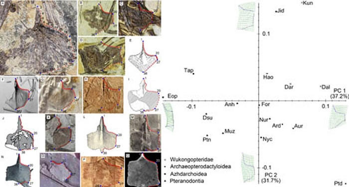 翼龙胸骨的几何形态分析 （蒋顺兴、汪筱林供图）