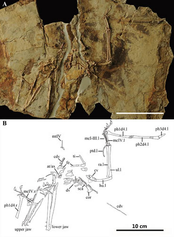 悟空翼龙科新材料及其线条图 （蒋顺兴、汪筱林供图）