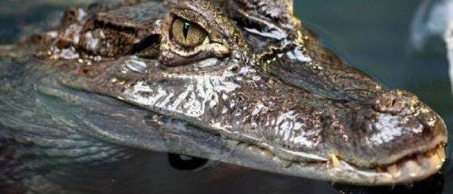 鳄鱼是透过舌头的分泌物来排泄盐分的。