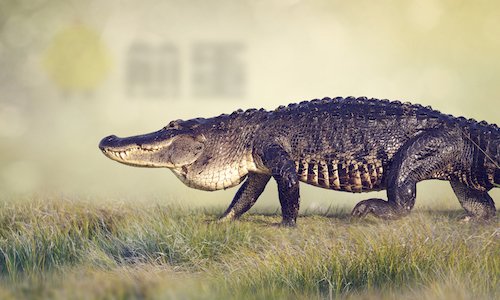 800万年了，短吻鳄居然一点都没变