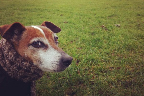 聪明的狗不会听蠢主人的话